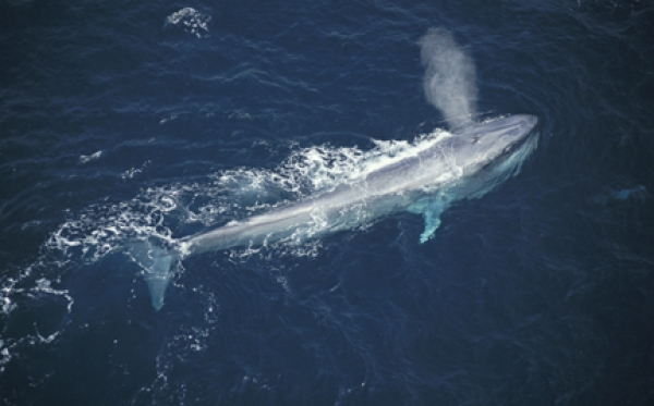 蓝鲸长30m长