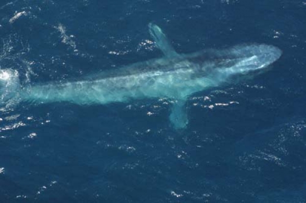 完整的蓝鲸的另一个非常罕见的镜头。这张照片是展示相对较短的锥形胸腔鳍的理想选择