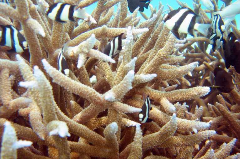 墨西哥湾的深海珊瑚被石油污染