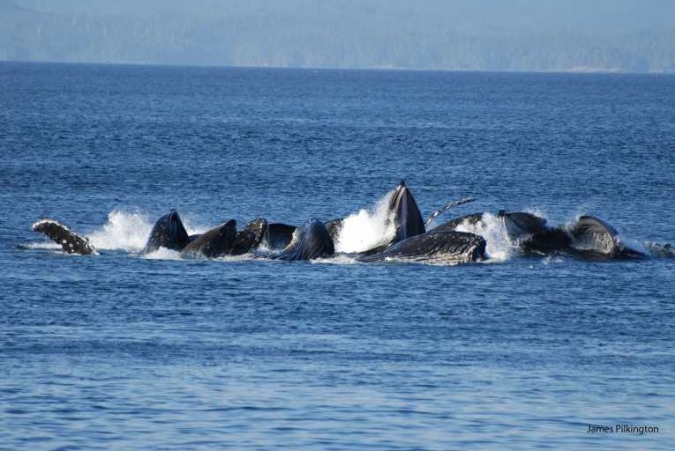 座头鲸使用泡网法进食