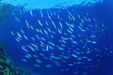 可持续海洋捕鱼的古代本土机密