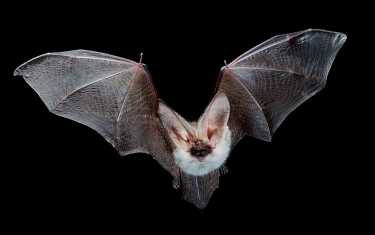 蝙蝠飞高和DNA技术是优雅的