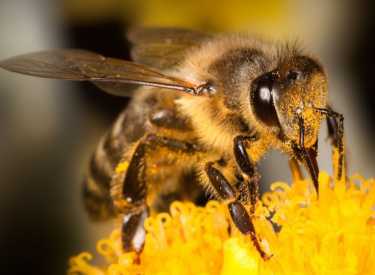 蜜蜂死亡——你能做简单的预防工作