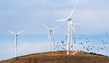 生物多样性研究所研究风力涡轮机对野生动物的危险
