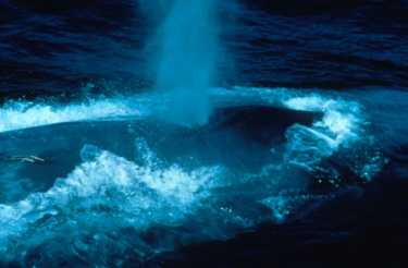 加利福尼亚湾遭受晒伤的鲸鱼