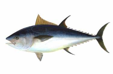 澳大利亚的宣传小组呼吁全球抵制蓝鳍金枪鱼