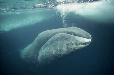 Bowhead Whales Rock-整个冬天。