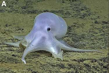 卡斯珀章鱼在深海中繁衍生息，但它们受到了剥皮者的威胁