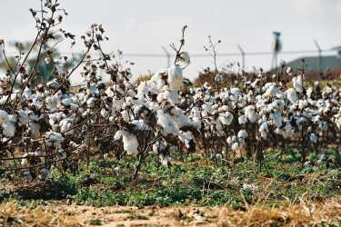 亚利桑那州的棉花种植者以新策略为目标有害害虫