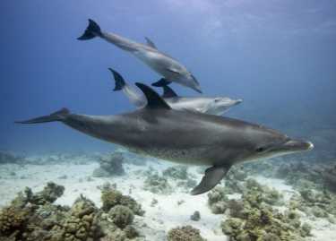 从内而外的海豚生态学