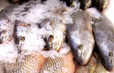 要求2011年欧洲渔业的分水岭