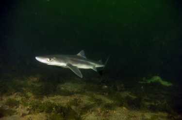 有鳍的鲨鱼发现新西兰被冲上海岸