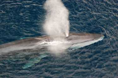 暑假鲸鱼——在北海!