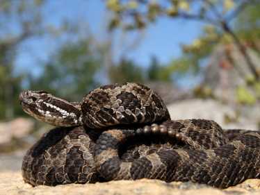 真菌感染死亡罕见的响尾蛇