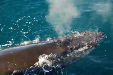 灰色的鲸鱼路过冰河时代磷虾和鲱鱼