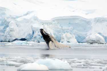 南极洲超级聚集的驼背鲸