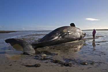 鲸豚搁浅的增加会导致问题