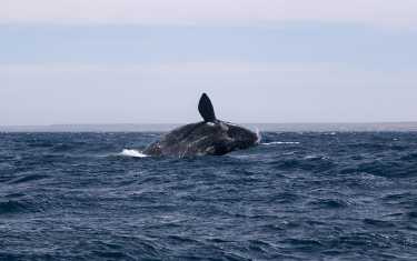 2011年国际捕鲸委员会年度会议上评估