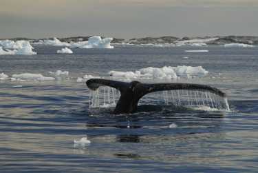日本南大洋恢复捕鲸;“海洋守护者”恢复鲸鱼辩护