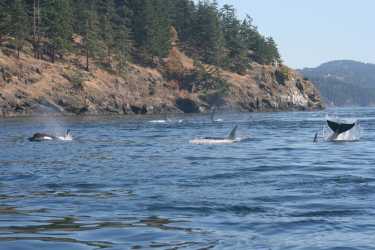 因纽特人洞悉杀手鲸（Orcinus orca）捕食和猎物