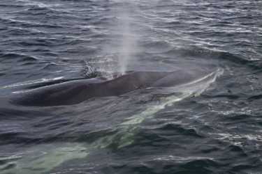 看鲸鱼种群在挪威!