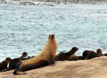 海狮潜水时避免氮的吸收