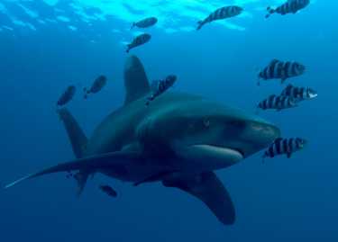 大西洋鲨鱼陷入困境