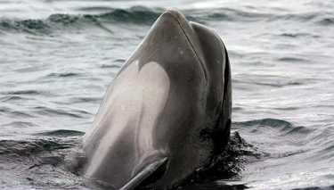 鲸鱼是哀号(法罗群岛和普吉特海湾)