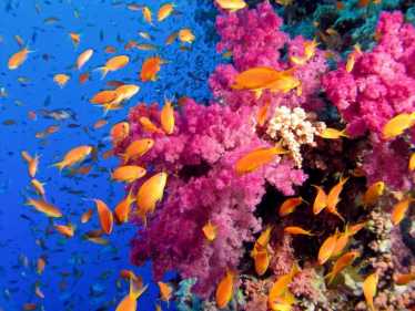 珊瑚礁破坏生态
