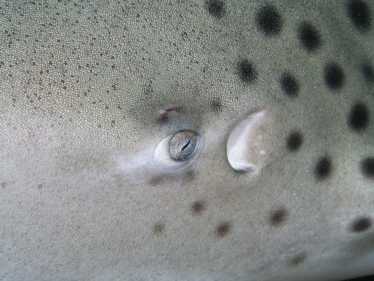 鲨鱼的皮肤提高游泳速度和减少阻力