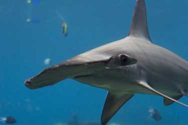 对鲨鱼种群保护报告betway必威官网平台