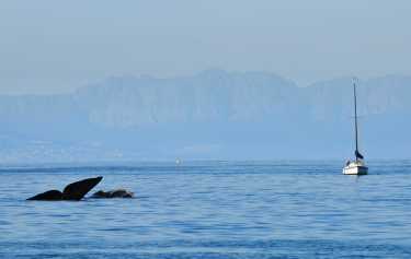 船舶噪声可以伤害鲸鱼的