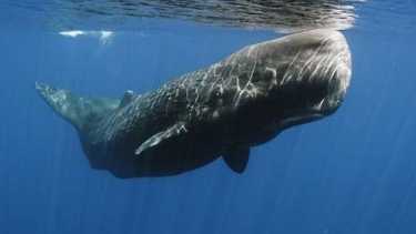 鲸鱼在加拉帕戈斯群岛文化统治。
