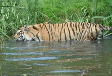 Sumatran Tiger调查显示数字强劲