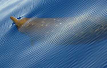 调查的深度突吻鲸帮助评估声纳风险