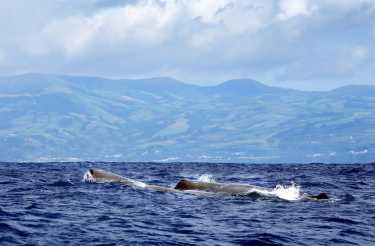 在凯库拉看鲸鱼,新西兰