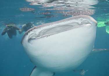 鲸鲨调节体温