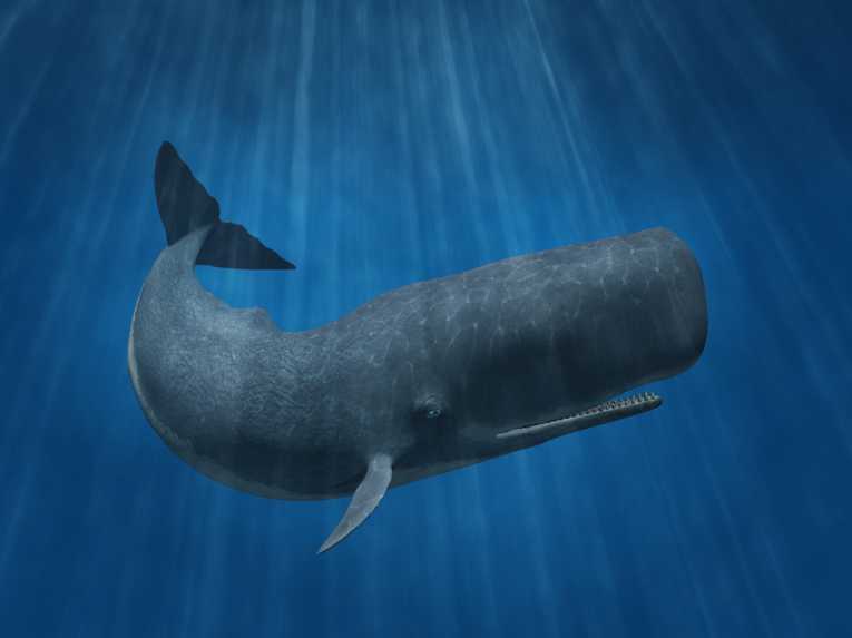 Sperm Whale Illustration（物理学大肠杆菌）