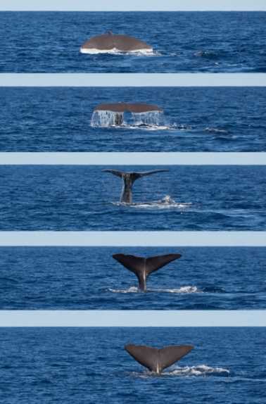 Tail fluke of a diving sperm whale (Physeter macrocephalus)