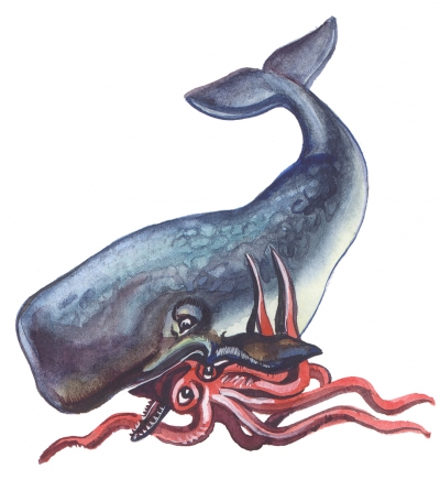 illustration of a sperm whale eating a giant squid