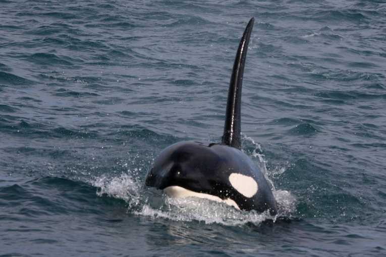 虎鲸(虎鲸或Orcinus逆戟鲸)