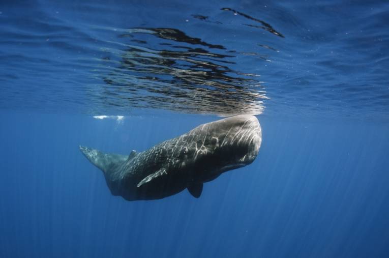 Sperm Whale（物理学大肠杆菌）