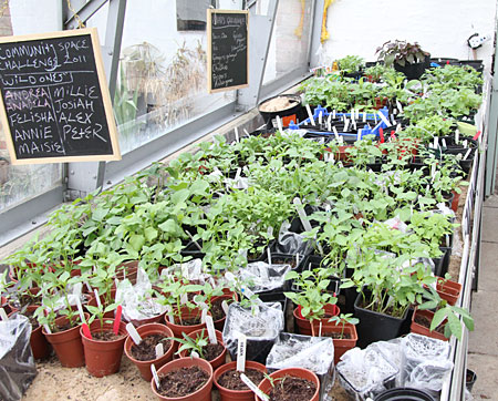 社区在Brixton社区花园，南伦敦的温室成长