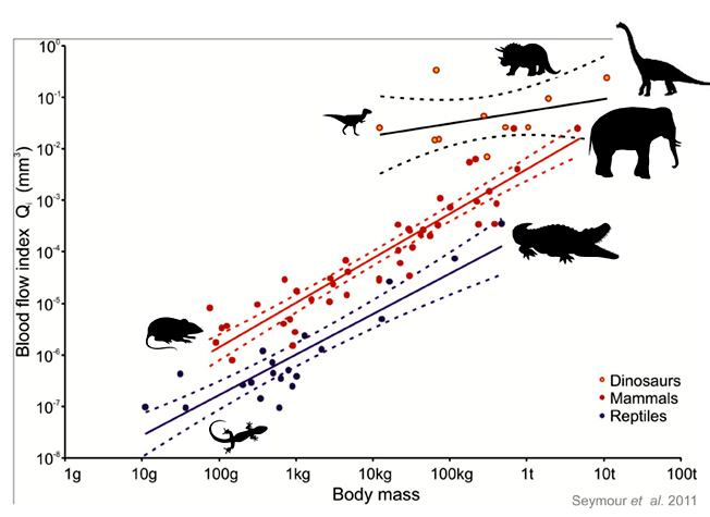 鳄鱼孔的图表与现代爬行动物和哺乳动物相比