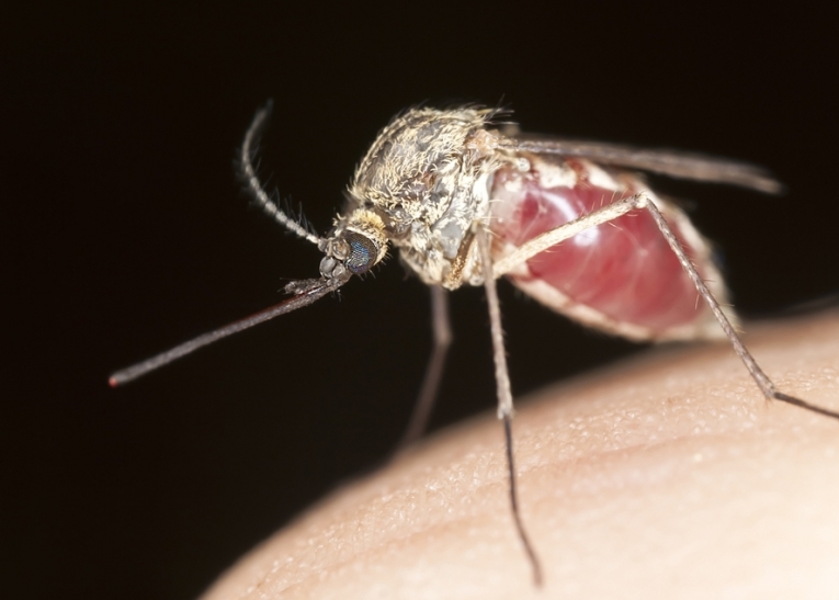 4月25日——世界疟疾日