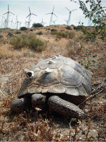 阿加西的沙漠龟