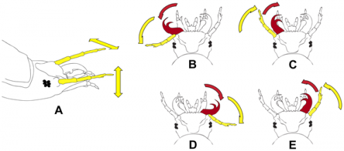 蛾幼虫在引诱时的触角和下颌骨运动