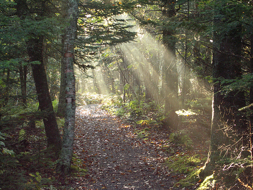 保护加拿大的北方森林