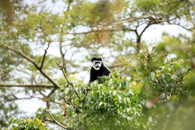 在乌干达的Bigodi沼泽地的黑白冠状管