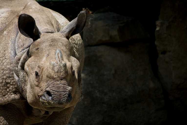 危险地濒危爪哇犀牛被证明是繁殖的